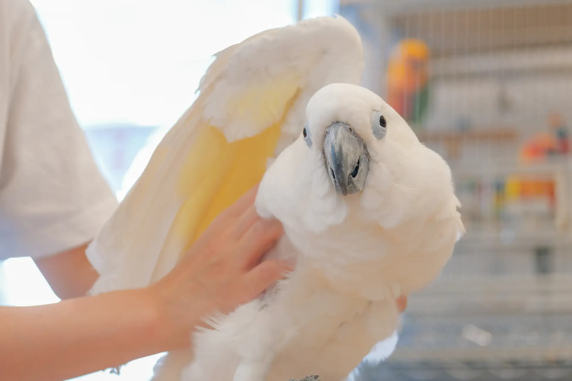 銀ちゃんとのふれあい体験も！！