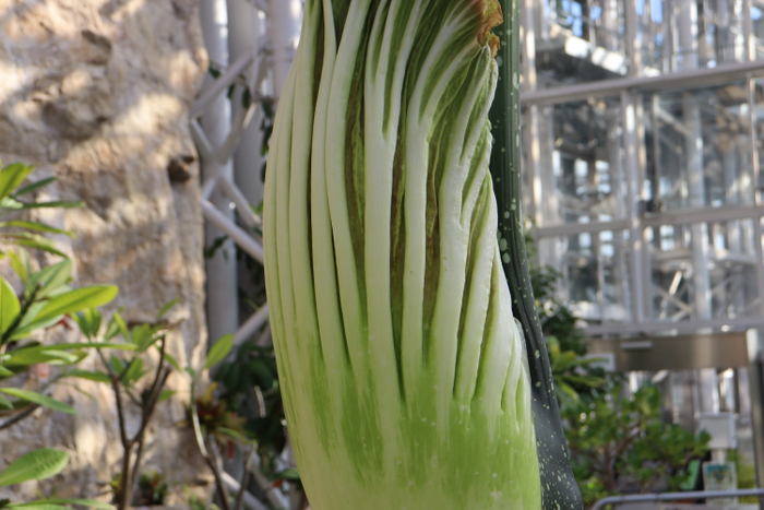 仏炎苞（ぶつえんほう）の様子（12月15日撮影）