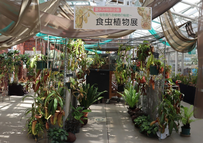 「食虫植物展」（令和７年撮影）