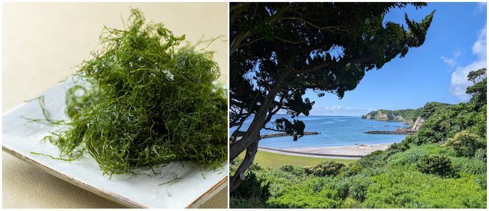 千葉県いすみ市発、希少な&ldquo;陸上養殖青のり&rdquo;の香り
