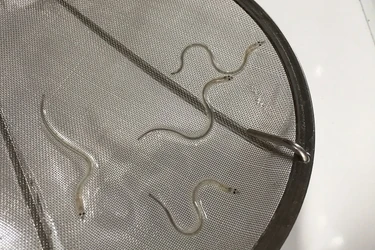 人工ウナギの実用化に向け稚魚の養殖実験を開始 　民間業者では全国で初の試み