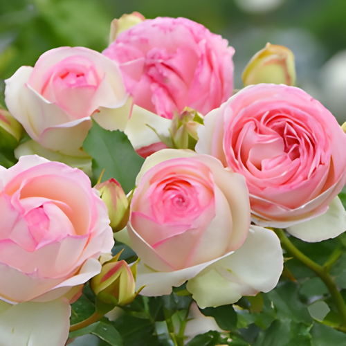 &lsquo;ピエールドゥロンサール&rsquo; 