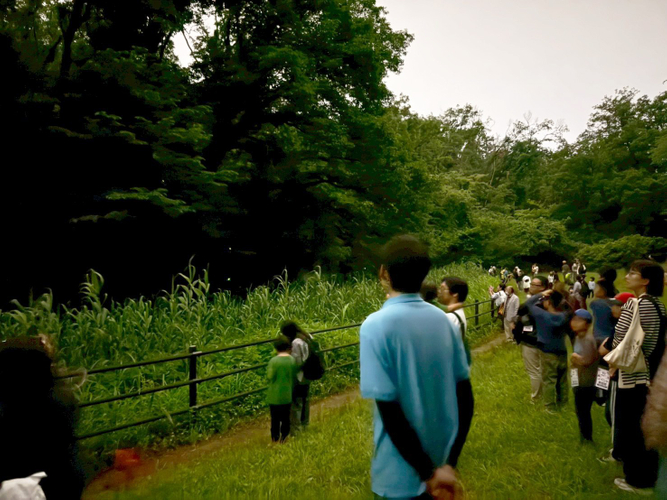 2025年6月開催「親子でホタル鑑賞会～横浜に自生するホタルを鑑賞しよう！～」当日の様子