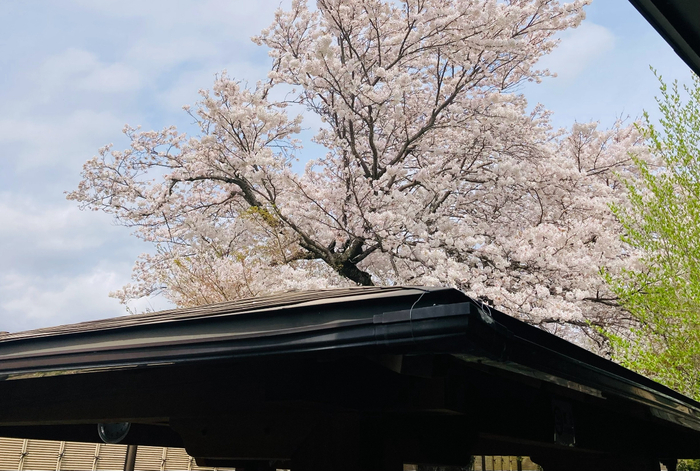 お風呂につかりながらお花見