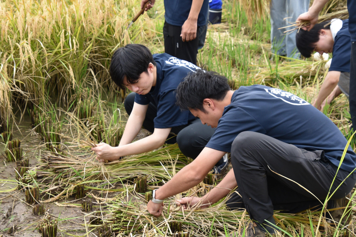 刈り取った稲を縛る