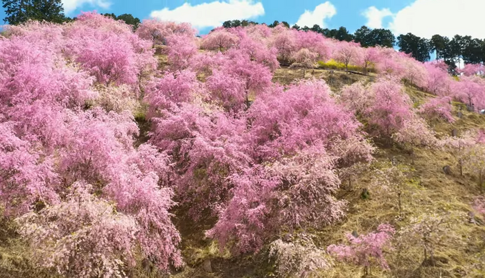 ※高見の郷の桜