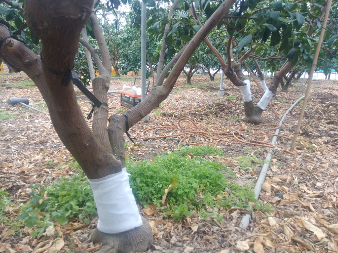 愛媛県みかん農園に設置