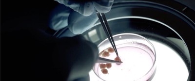 動物の胚から細胞組織を採取している様子