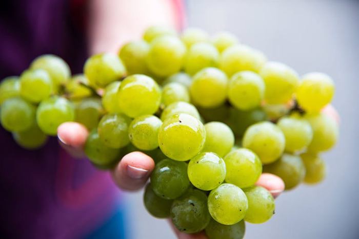 北海道産のナイアガラ