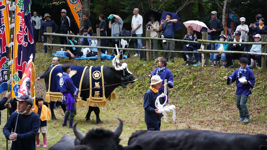 牛の土俵入り風景：画像は隠岐の島町観光協会様提供
