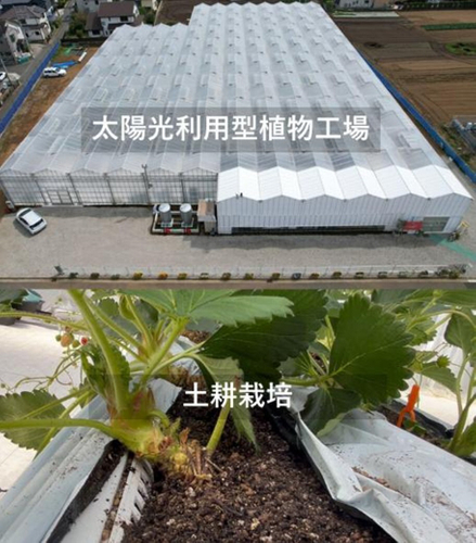 太陽光利用型植物工場 &times; 土耕栽培
