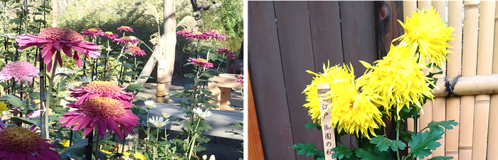 左：丁子菊（三山）（昨年の様子）　右：江戸菊（御園の秋）（昨年の様子）