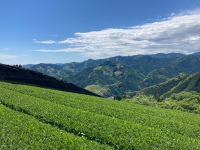 <通常の茶畑>