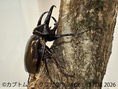 ふれあい体験(3)