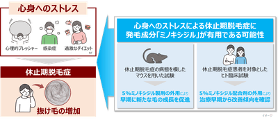 図1　休止期脱毛症の病態と研究概要