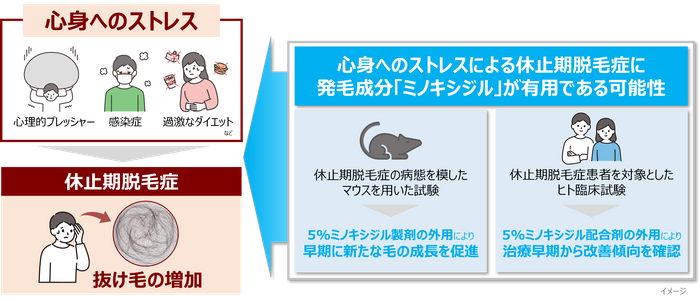 図1　休止期脱毛症の病態と研究概要