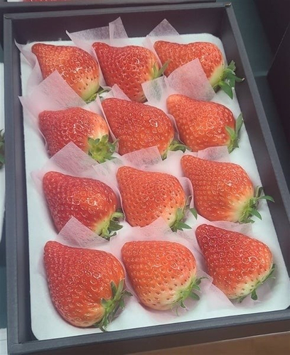 ぎふの苺「華かがり」