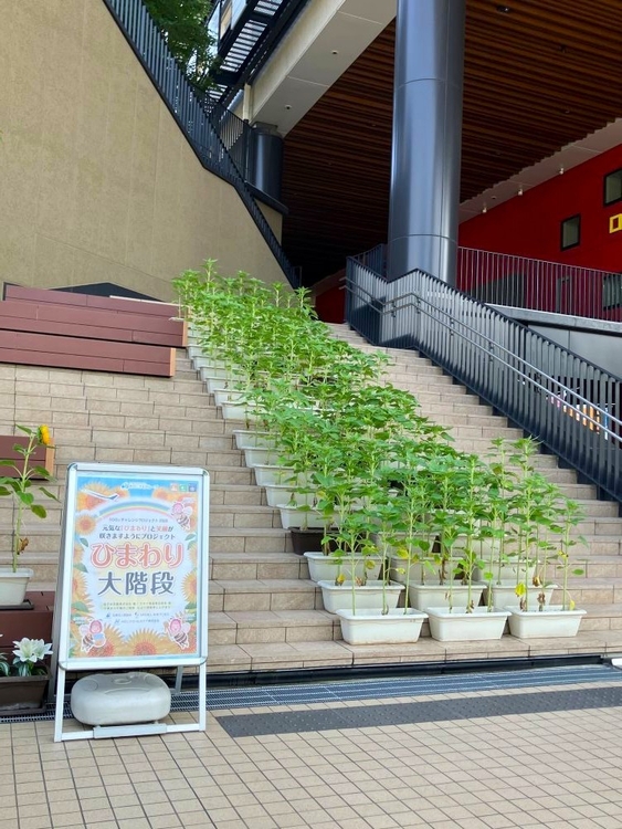 8月初旬 開花予定のひまわり大階段