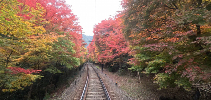 ２０２５年１１月１３日撮影