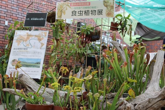 「食虫植物展」(2023年撮影)