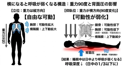 睡眠時、"横になるだけ"でなぜ呼吸が弱くなるのか？最新の構造学が解明