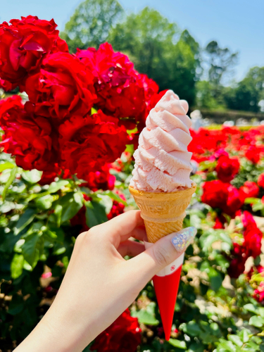 バラのソフトクリーム