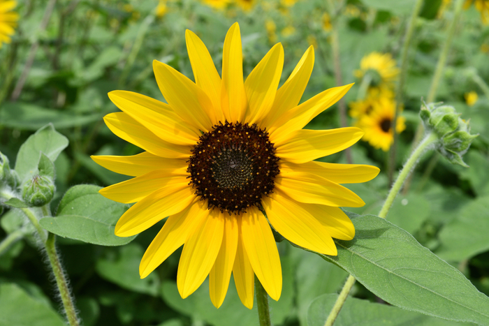 サンフィニティ