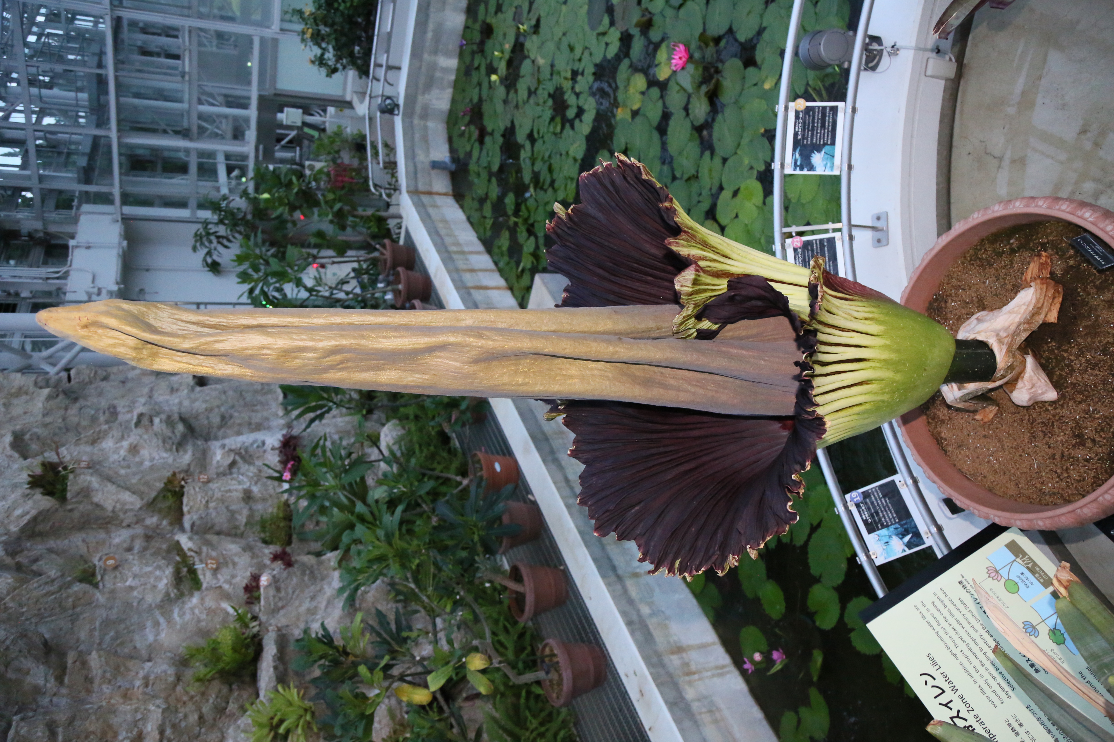 2021年に同園にて開花したショクダイオオコンニャク（前々回開花時の様子）