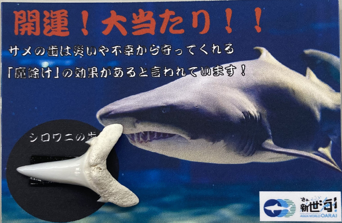 当たり付き！ 本物のシロワニの&ldquo;歯&rdquo;が当たる！