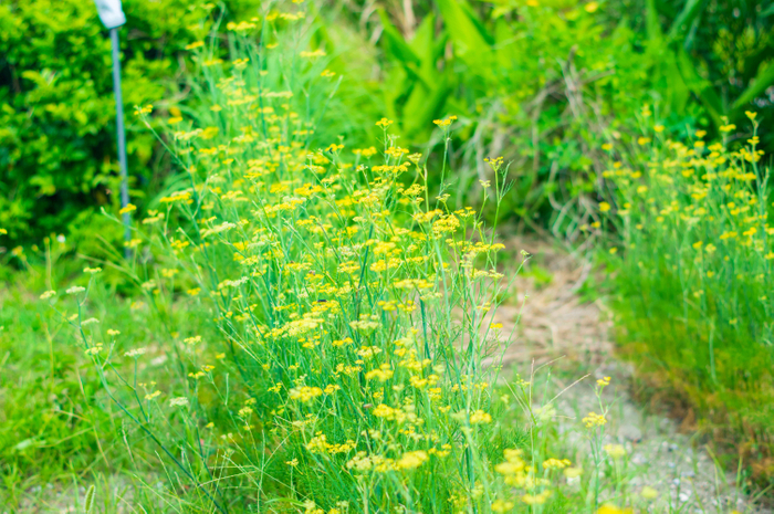 アブサンで使用される沖縄県産フェンネル