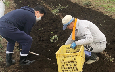 栽培方法や生産者の顔がわかる100%国産の紫根※1を使用(2)