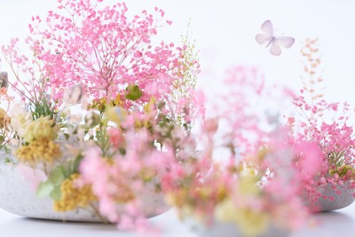 SAKURA WEEK