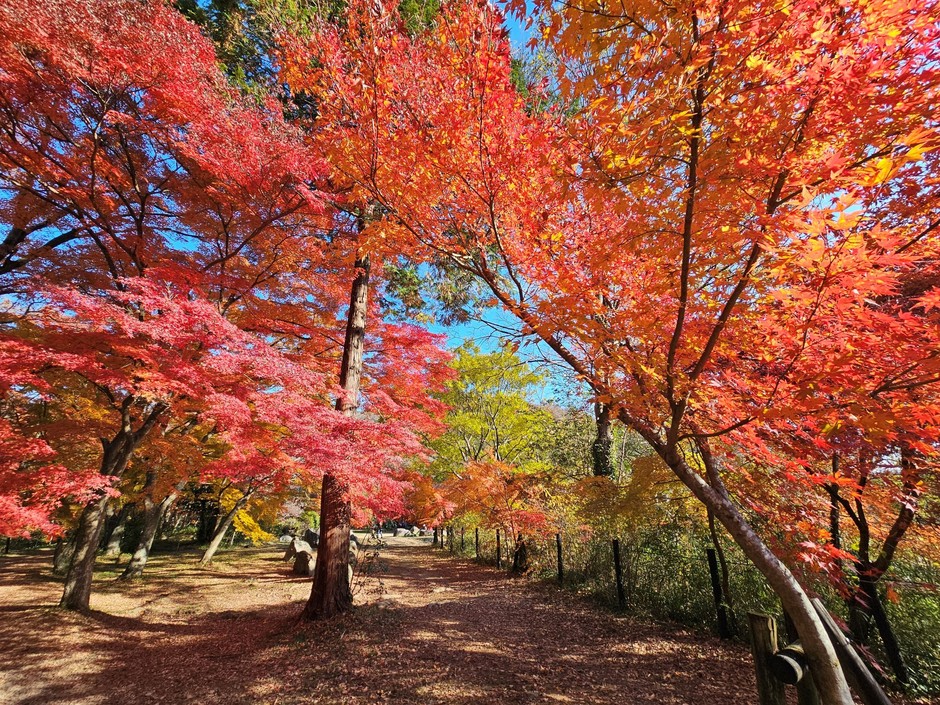 嵐山渓谷展望台周辺