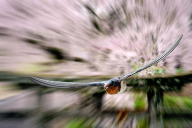 SNSで2日間で23万回閲覧を突破　「ツバメ桜」　写真かアートか？論争勃発　静かな社会現象に発展