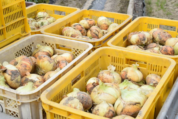 泉州黄玉ねぎ