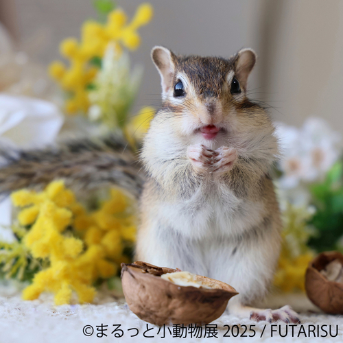 まるっと小動物展 展示作品：FUTARISU