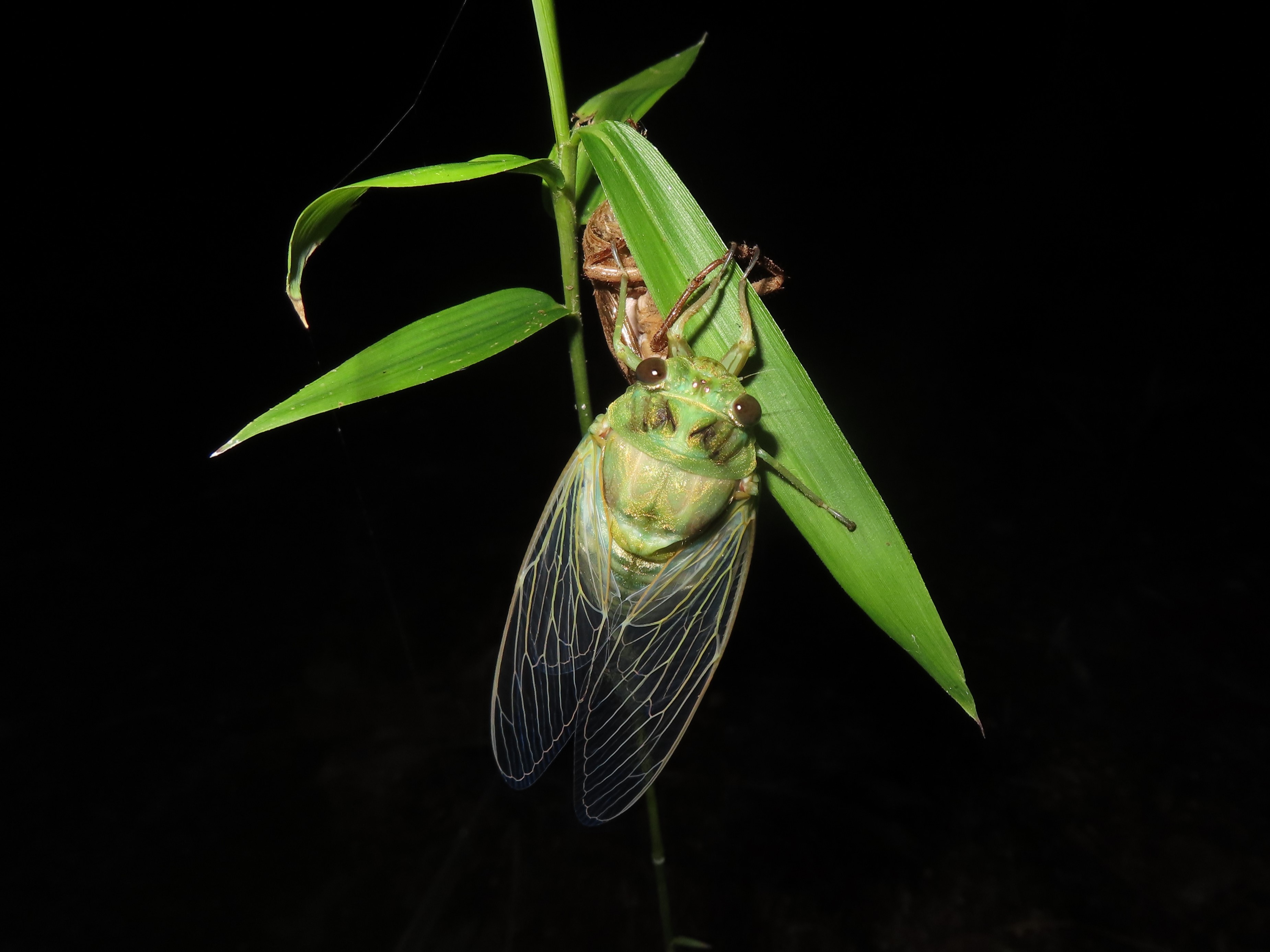 ミンミンゼミの羽化