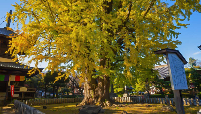 鑁阿寺｜大銀杏