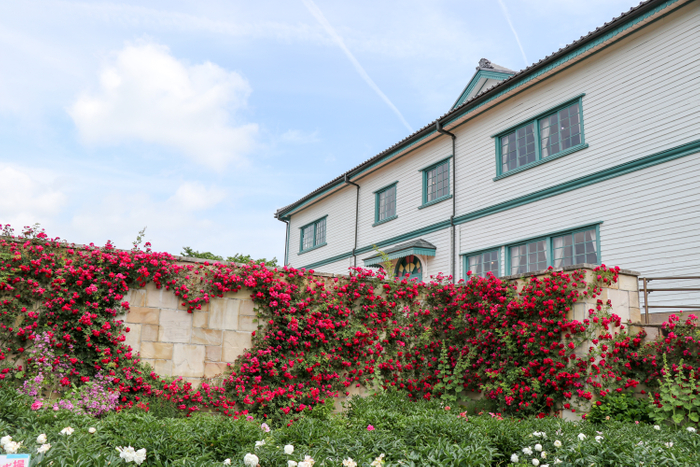 つるバラ「チェビーチェイス」をハート型に誘引した人気スポット