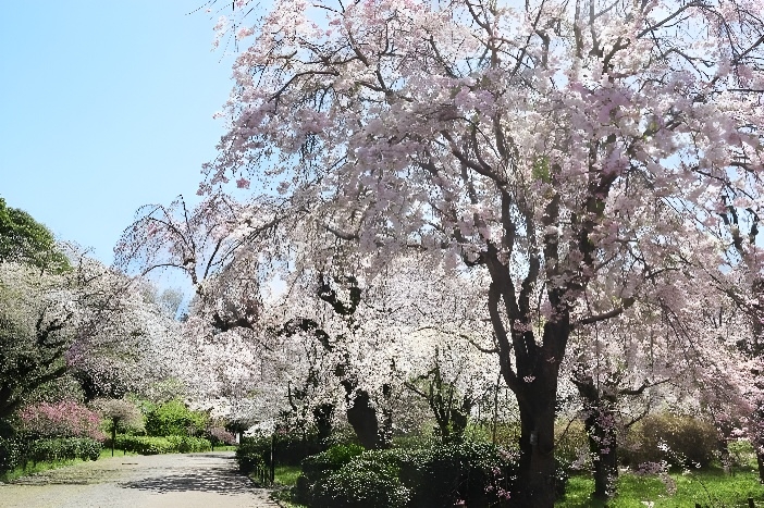 さくら園(令和7年撮影)