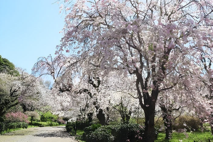 さくら園（令和７年撮影）