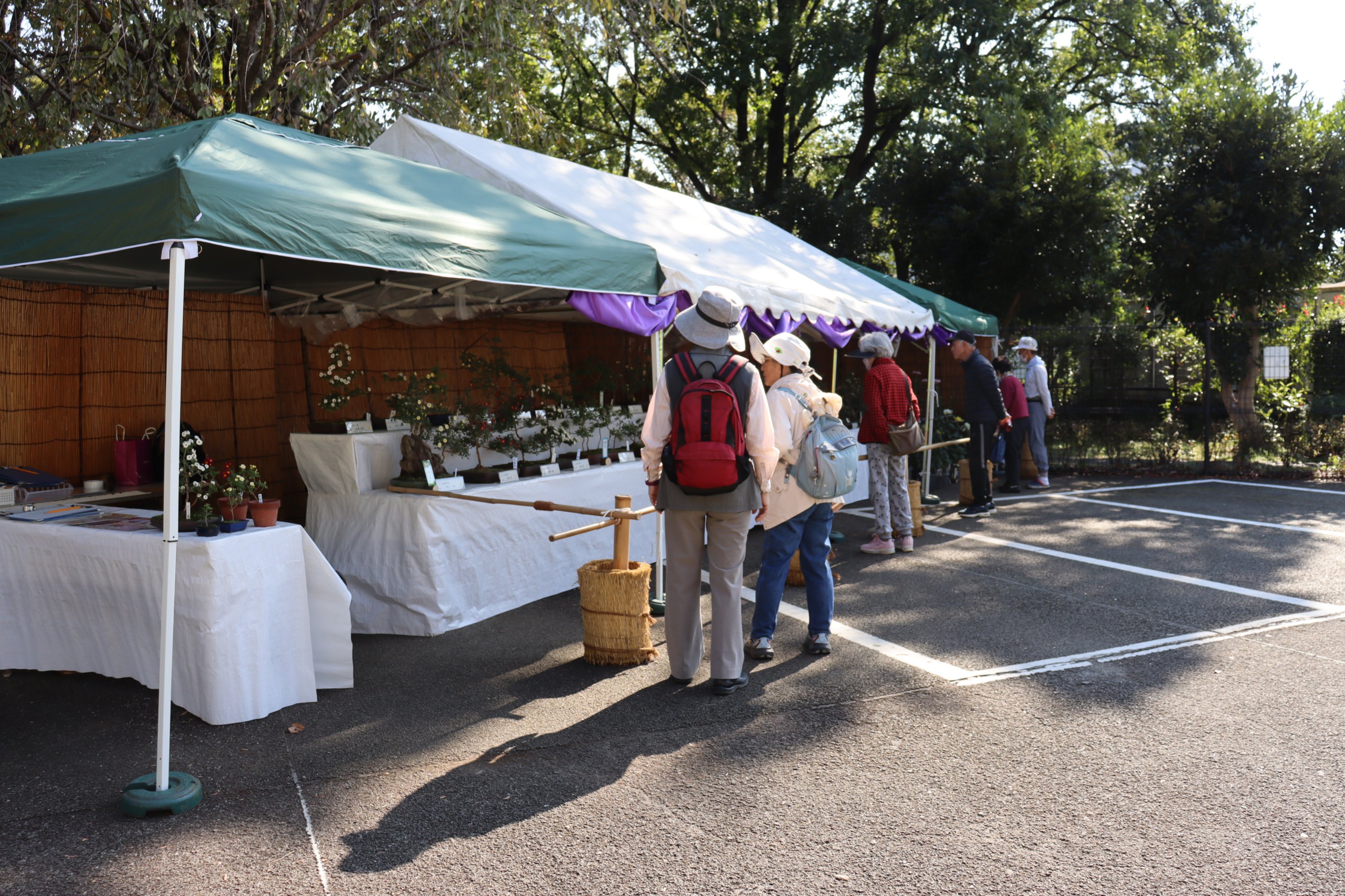 菊花展（昨年の様子）
