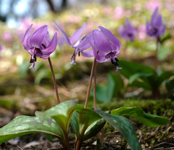 カタクリの花