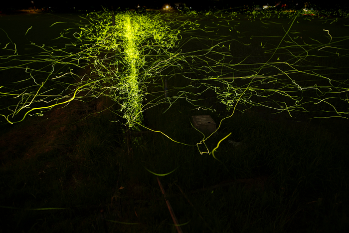 ホタル撮影場所付近2