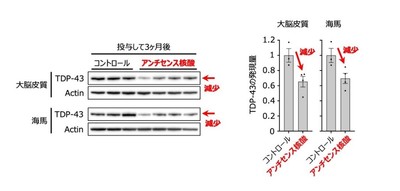 図1 開発したGapmer型アンチセンス核酸は、ALS/FTDモデルマウスにおいて、TDP-43の発現量を低下させた。