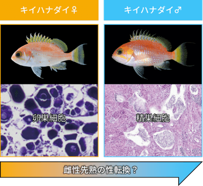 図2　キイハナダイの性的二型（上段は外部形態、下段は生殖腺組織）