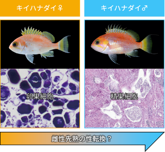 図2　キイハナダイの性的二型（上段は外部形態、下段は生殖腺組織）