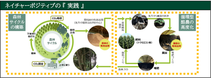 ※循環型酪農・森林エコシステムのイメージ図