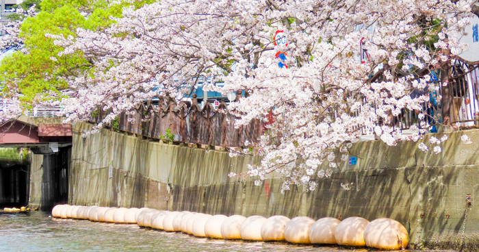 大岡川から眺める桜のイメージ