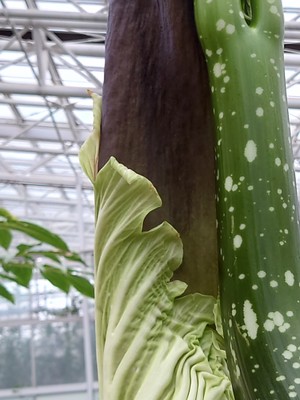 花序付属体を包む仏炎苞(ぶつえんほう)(12月6日撮影)